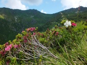 23  ed estese fioriture di rododendri...